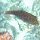 Ambon-Spitzkopfkugelfisch